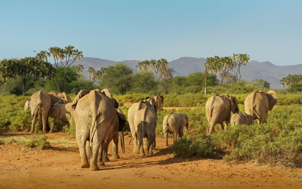 Samburu National Reserve