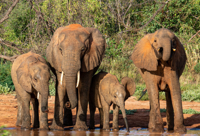 Kenya – 5-day Amboseli & Tsavo East Classic Safari – Tailored Driven