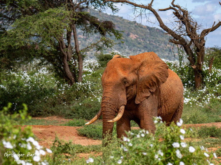Kenya – 7-day Amboseli, Tsavo West & East Classic Safari – Tailored Driven