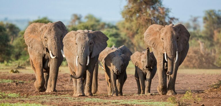 Tanzania & Kenya – 15-day Migration Discoverer Reversed – Group Accommodated